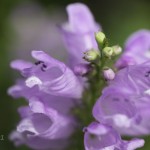 AF-S DX Micro NIKKOR 40mm f/2.8G