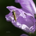 ミナミヒメヒラタアブ