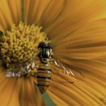 複眼にロックオン