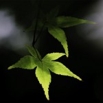 夏もみじ（円形フィルター）