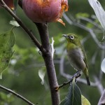 柿の木レストラン　開店