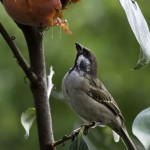 四ツ星レストラン　柿の木