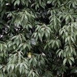 メジロくん、どこでしょう