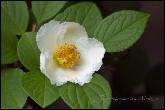 K5__1833 - バージョン 2a.jpg