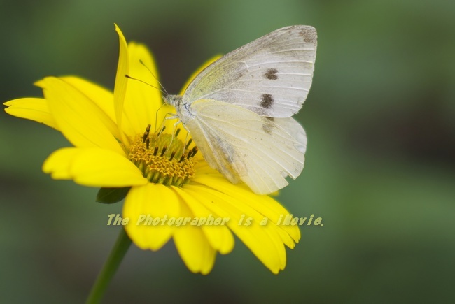 モンシロチョウ