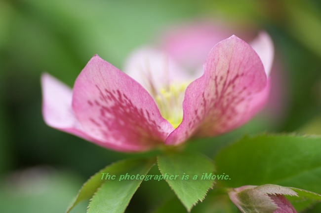 クリスマスローズ