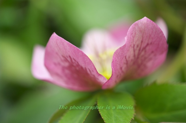 クリスマスローズ