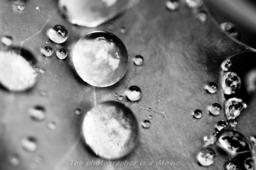 ヒイラギナンテン