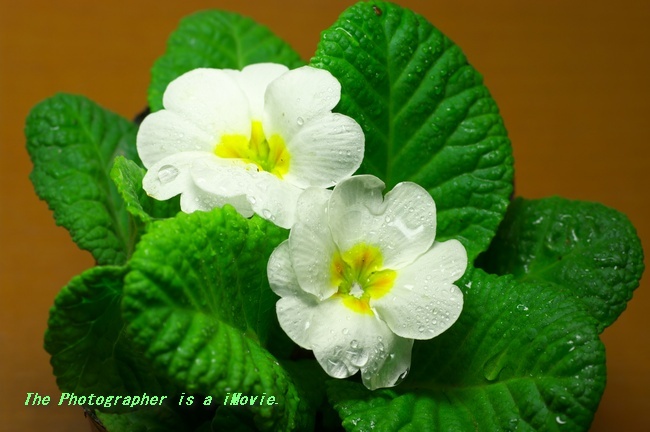 プリムラ・ジュリアン