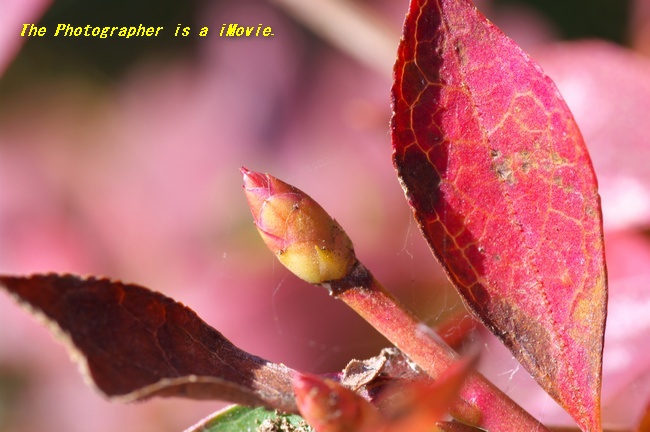 ドウダンツツジ