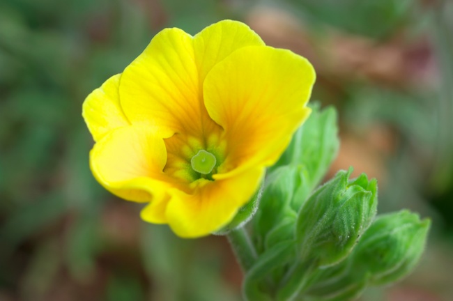 プリムラ・ジュリアン