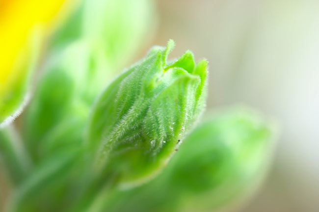 プリムラ・ジュリアン