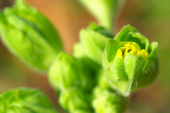 プリムラ・ジュリアン