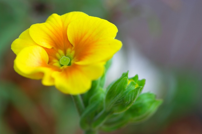 プリムラ・ジュリアン