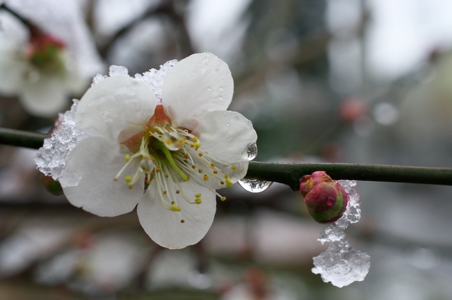 梅の花