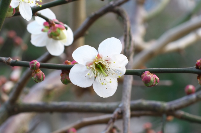 梅の花