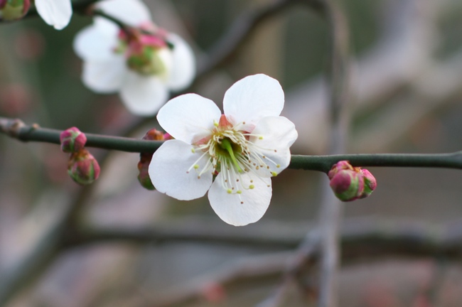 梅の花