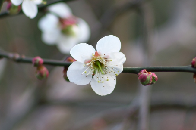 梅の花