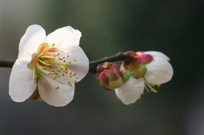 梅の花